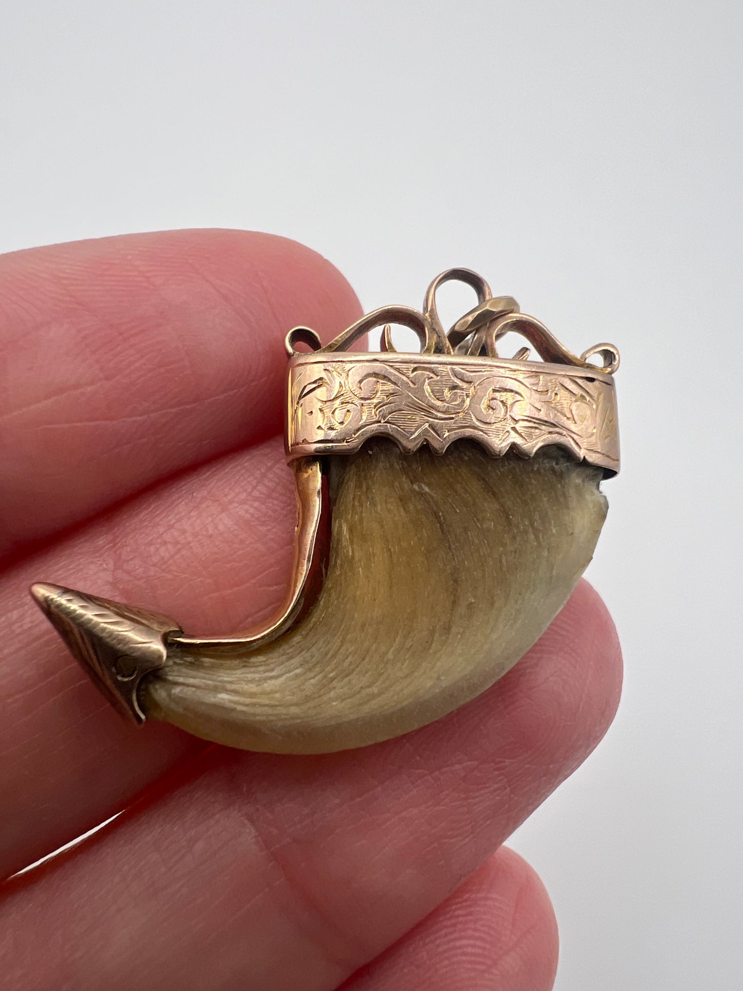 British Raj Victorian Gold Mounted Taxidermy Tiger Claw Trophy Pendant